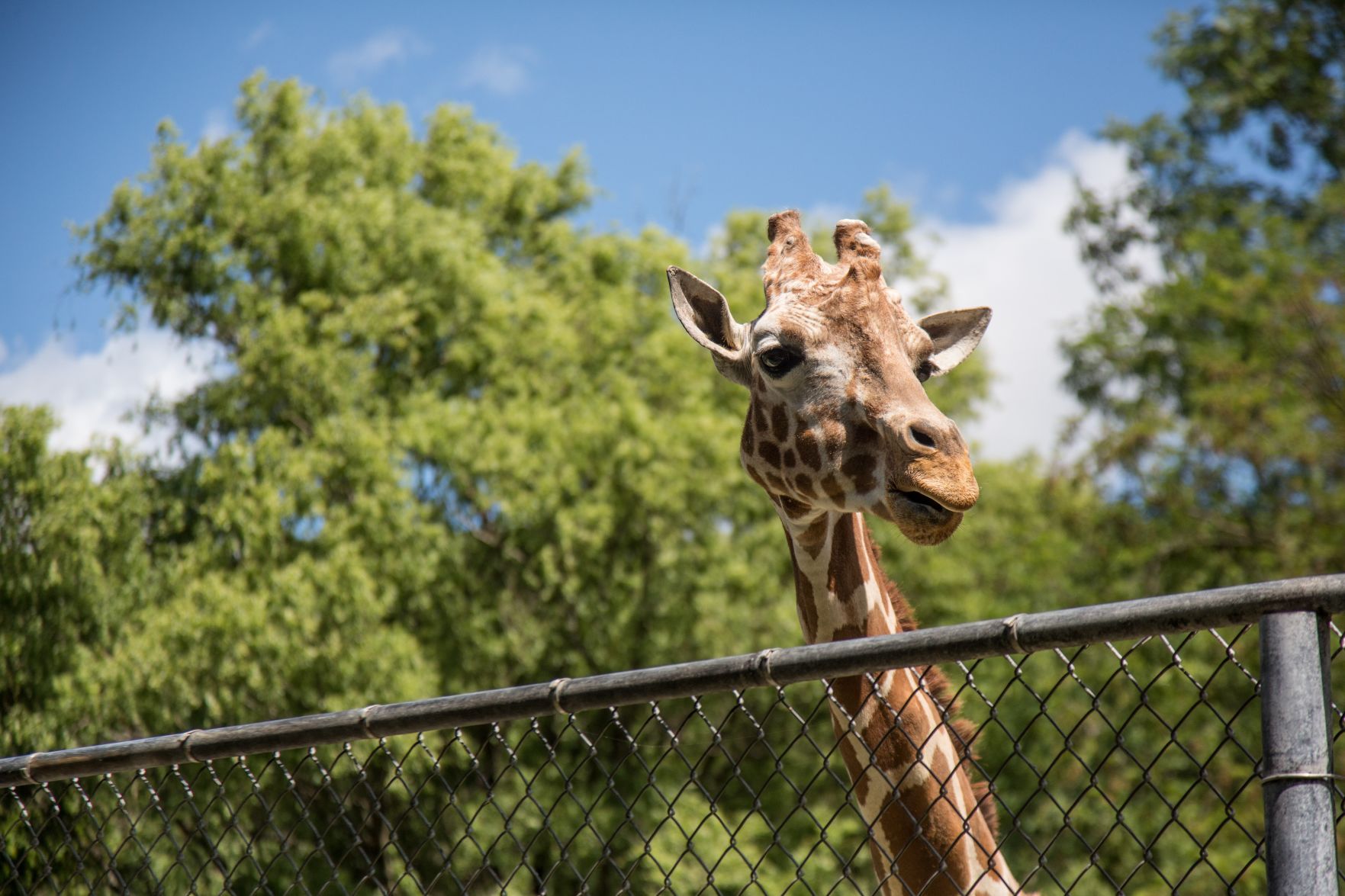 Zoo